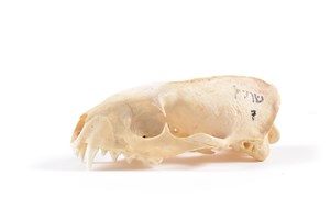 Image description is not available for 2015.4.9